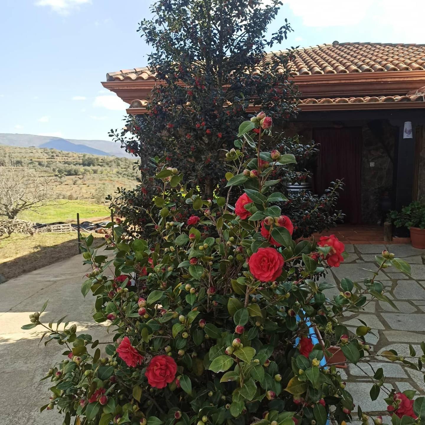 Casa Rural Los Olivos Sotoserrano エクステリア 写真
